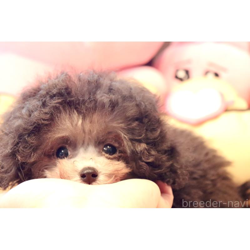 販売中の宮城県のティーカッププードル-455784の6枚目