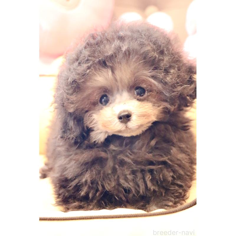 販売中の宮城県のティーカッププードル-455784の5枚目