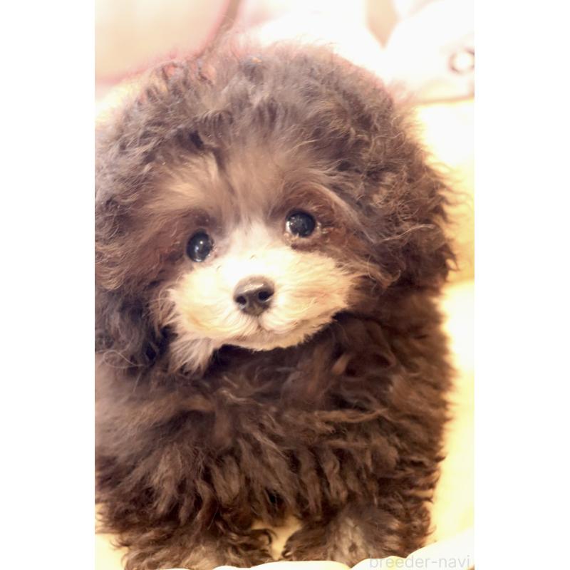 販売中の宮城県のティーカッププードル-455784の4枚目