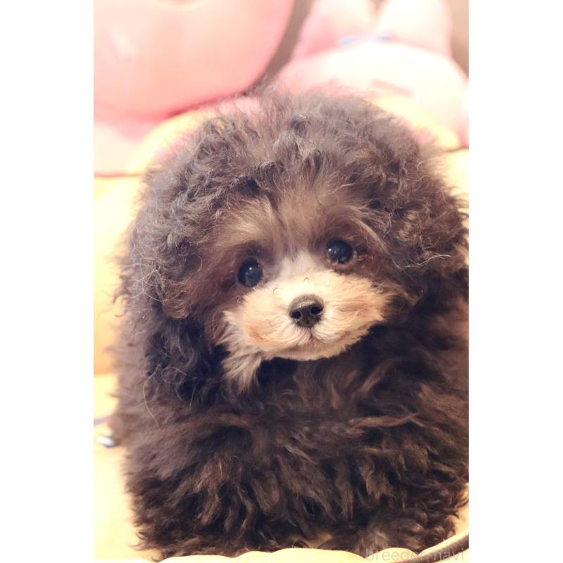 販売中の宮城県のティーカッププードル-455784の3枚目