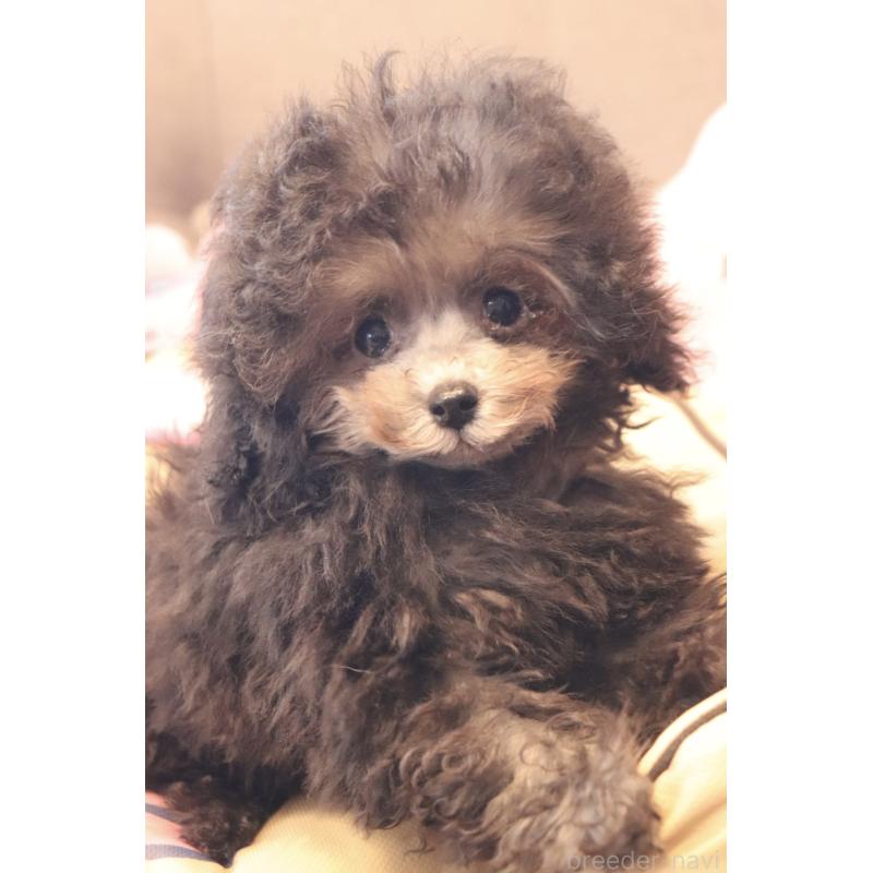 販売中の宮城県のティーカッププードル-455784の2枚目