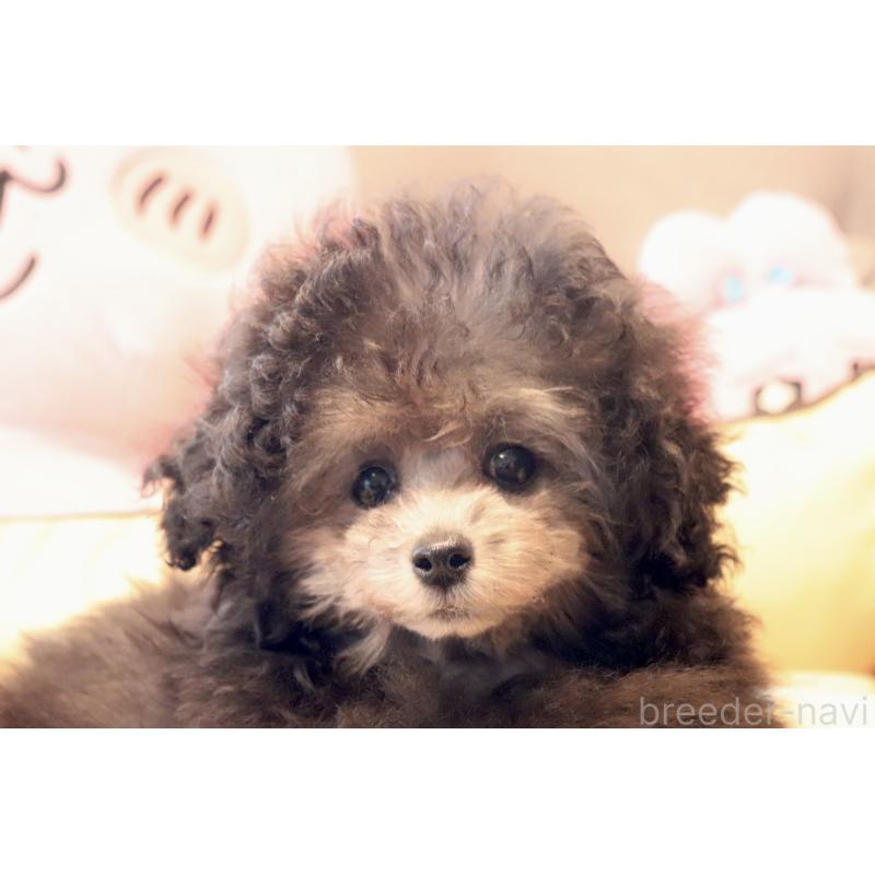 販売中の宮城県のティーカッププードル-455786の6枚目