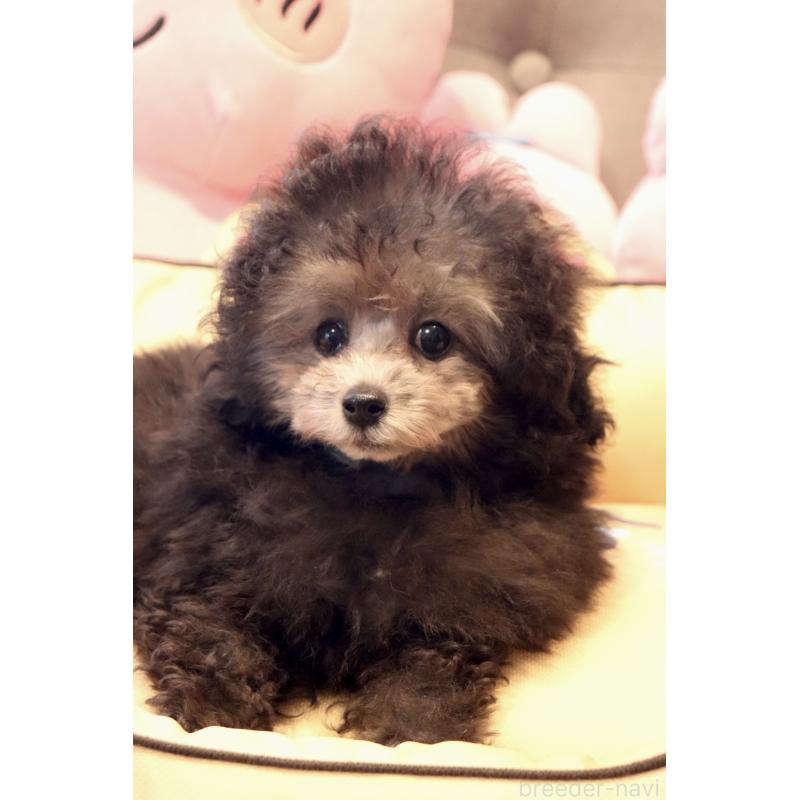 販売中の宮城県のティーカッププードル-455786の5枚目