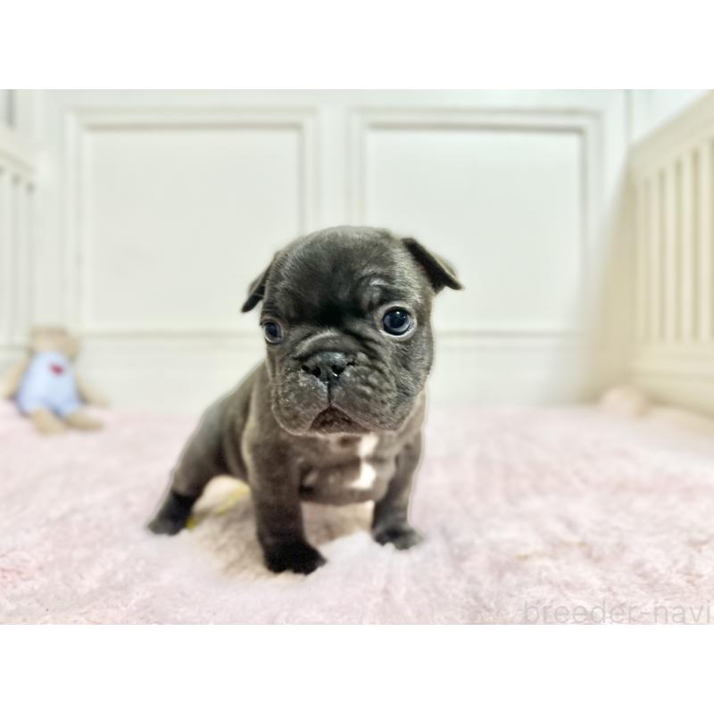 販売中の京都府のフレンチブルドッグ-455787の5枚目