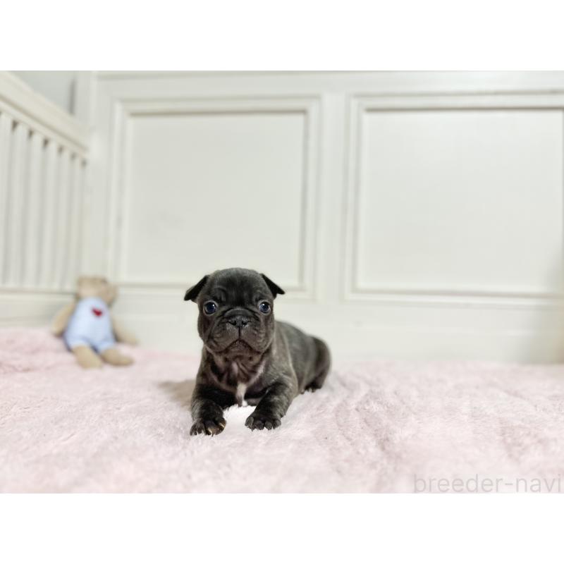 販売中の京都府のフレンチブルドッグ-455787の4枚目