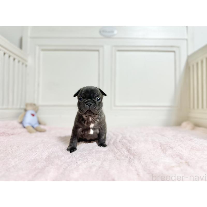 販売中の京都府のフレンチブルドッグ-455787の3枚目