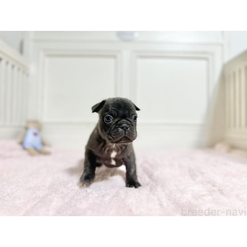 販売中の京都府のフレンチブルドッグ-455787の2枚目