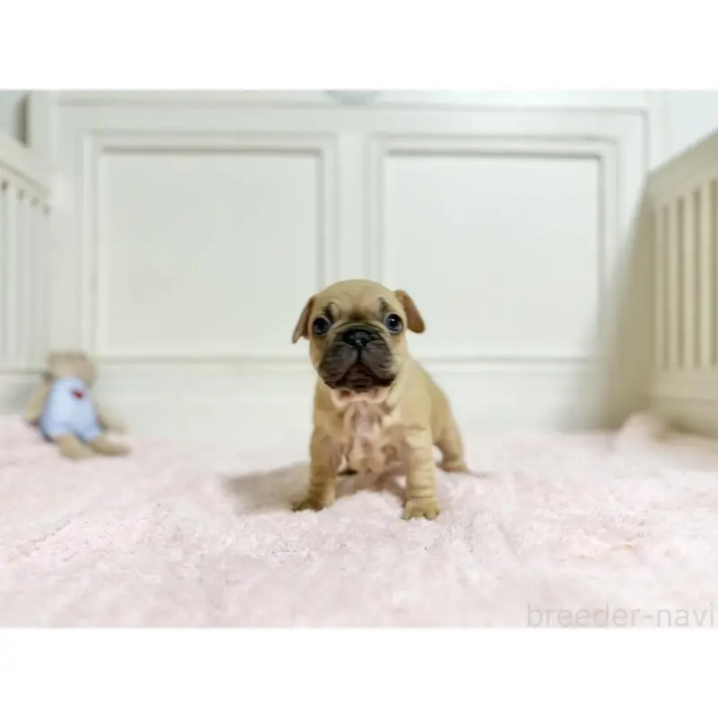 商談中の京都府のフレンチブルドッグ-455789の7枚目