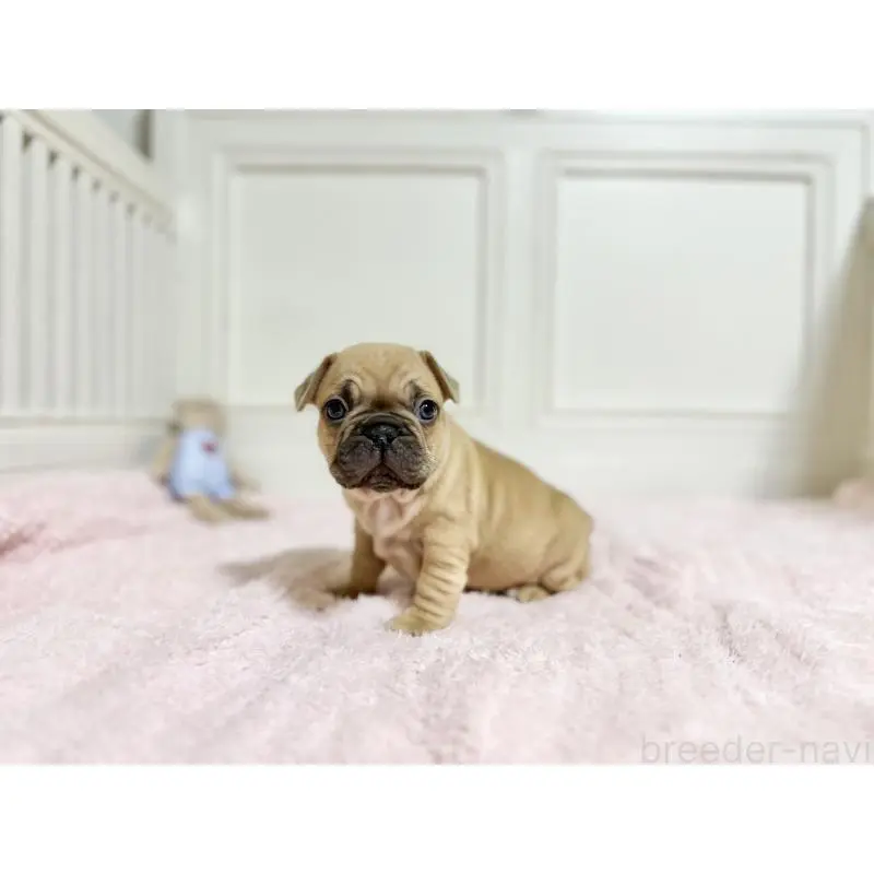 商談中の京都府のフレンチブルドッグ-455789の6枚目