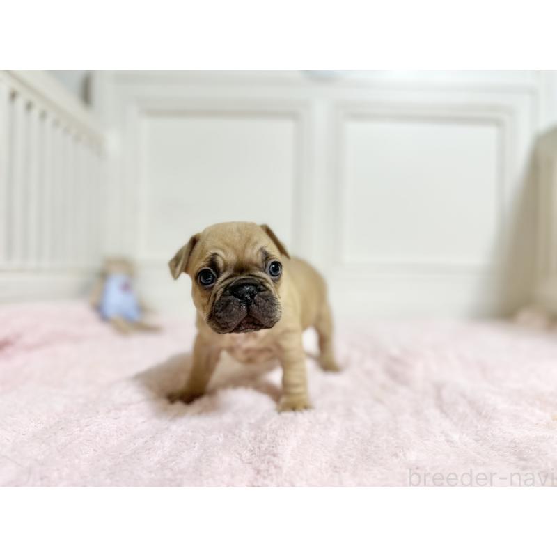 商談中の京都府のフレンチブルドッグ-455789の5枚目