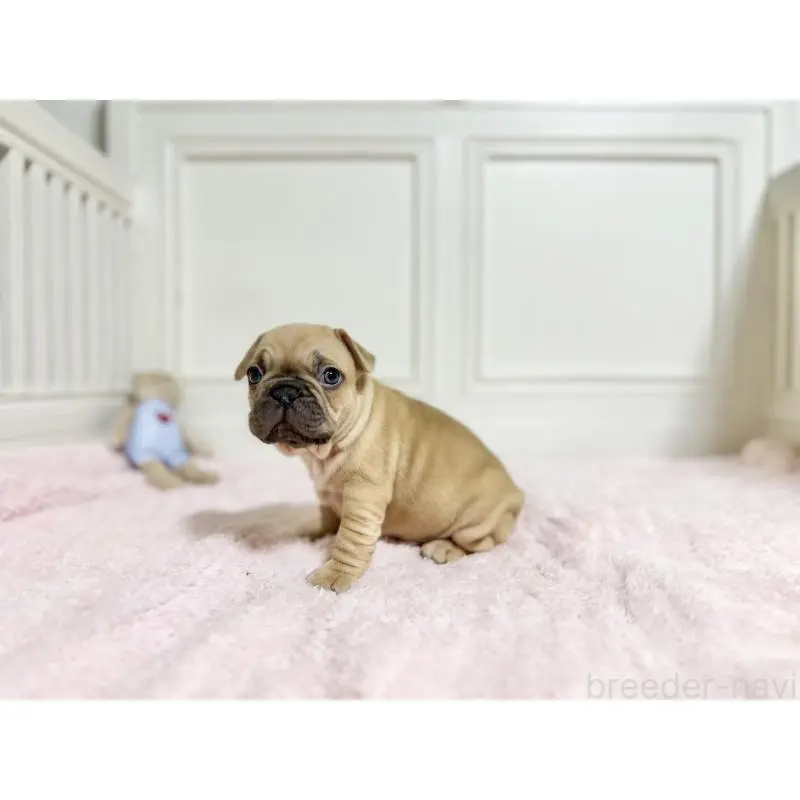 商談中の京都府のフレンチブルドッグ-455789の4枚目