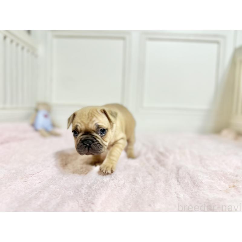 商談中の京都府のフレンチブルドッグ-455789の3枚目