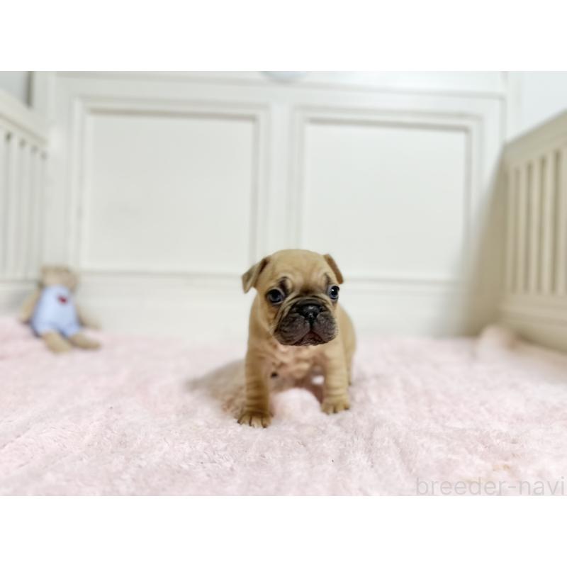 商談中の京都府のフレンチブルドッグ-455789の2枚目