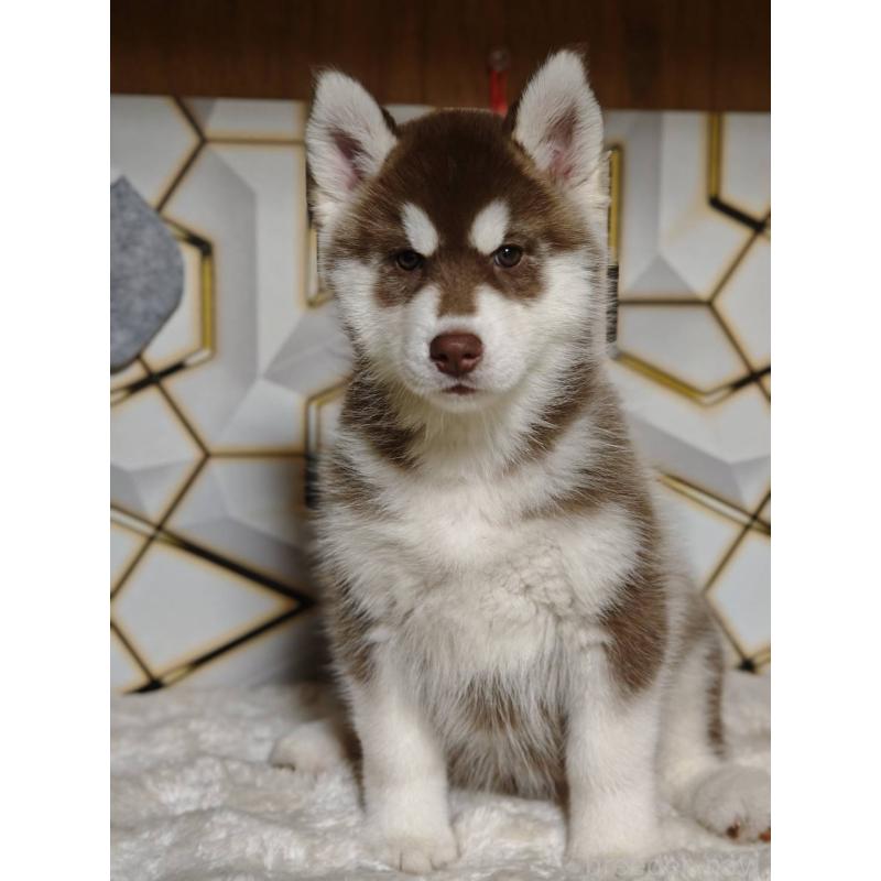 ♀︎シベリアンハスキー