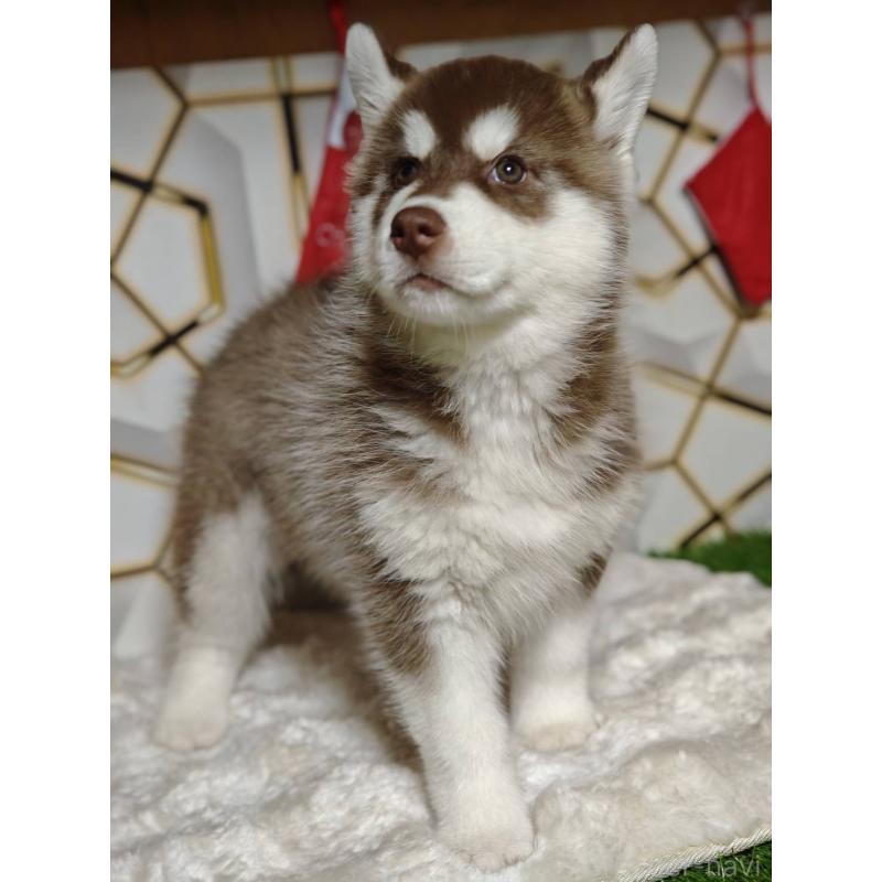 販売中の静岡県のシベリアンハスキー-455788の7枚目