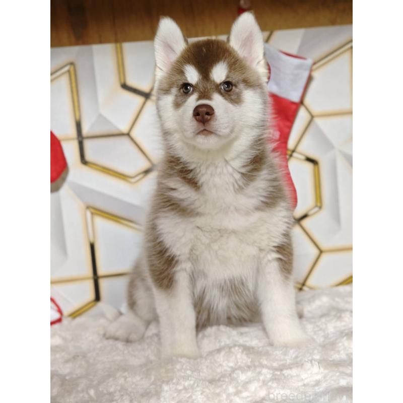 販売中の静岡県のシベリアンハスキー-455788の6枚目