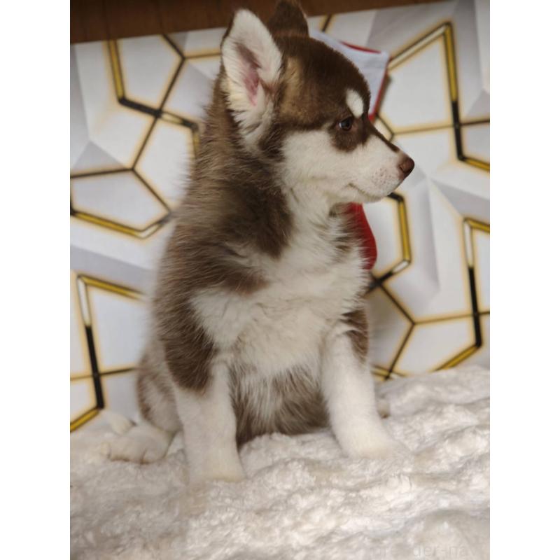 販売中の静岡県のシベリアンハスキー-455788の5枚目