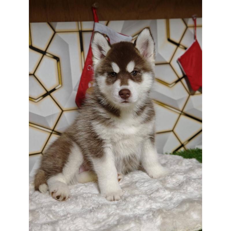 販売中の静岡県のシベリアンハスキー-455788の4枚目