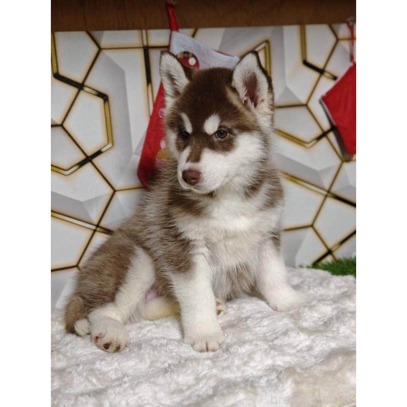 販売中の静岡県のシベリアンハスキー-455788の3枚目