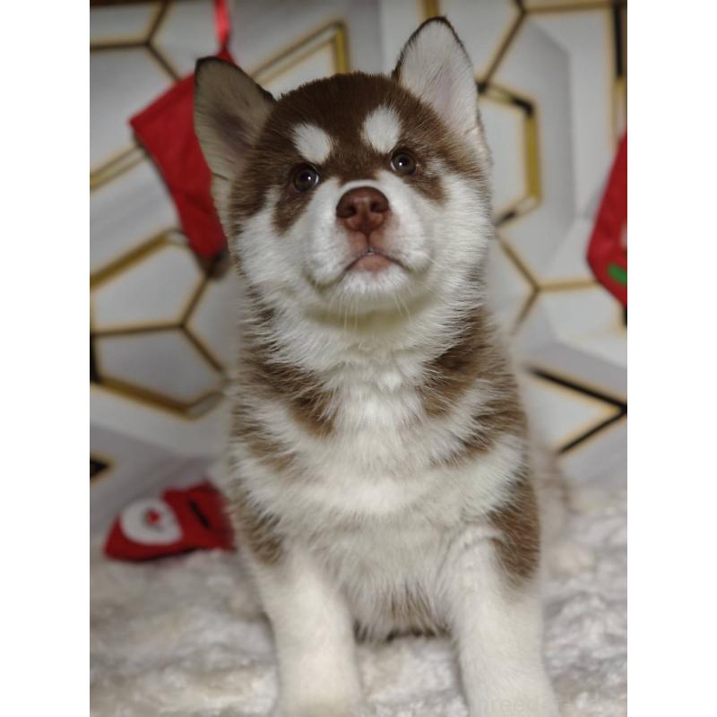 販売中の静岡県のシベリアンハスキー-455788の2枚目