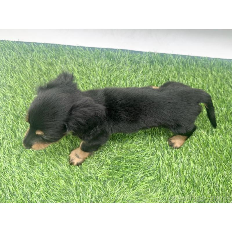 販売中の愛知県のミニチュアダックスフンド(ロングヘアード)-455790の4枚目