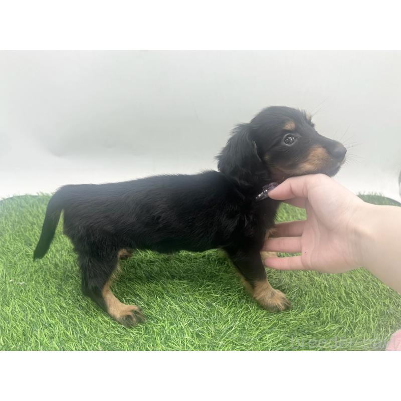 販売中の愛知県のミニチュアダックスフンド(ロングヘアード)-455790の3枚目