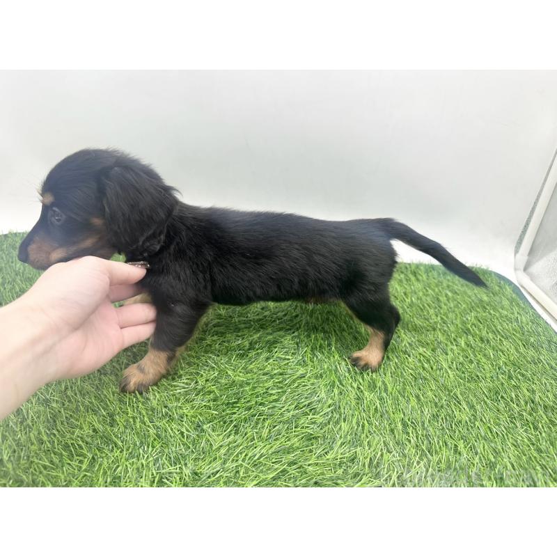 販売中の愛知県のミニチュアダックスフンド(ロングヘアード)-455790の2枚目