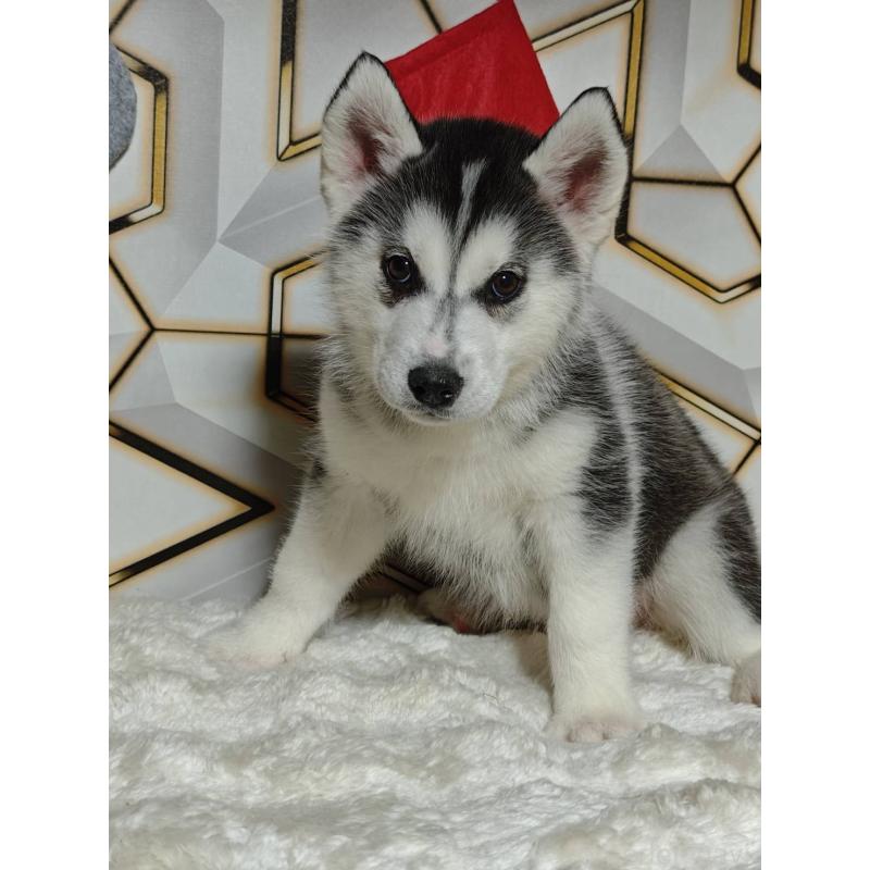 ♀︎シベリアンハスキー