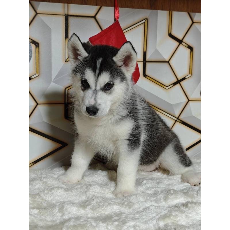 販売中の静岡県のシベリアンハスキー-455791の4枚目