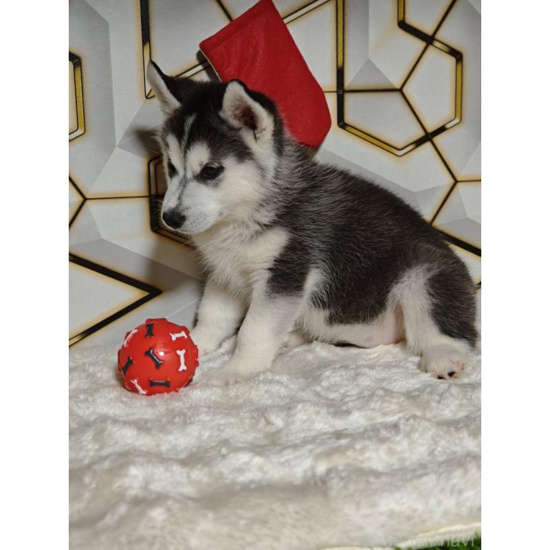 販売中の静岡県のシベリアンハスキー-455791の3枚目