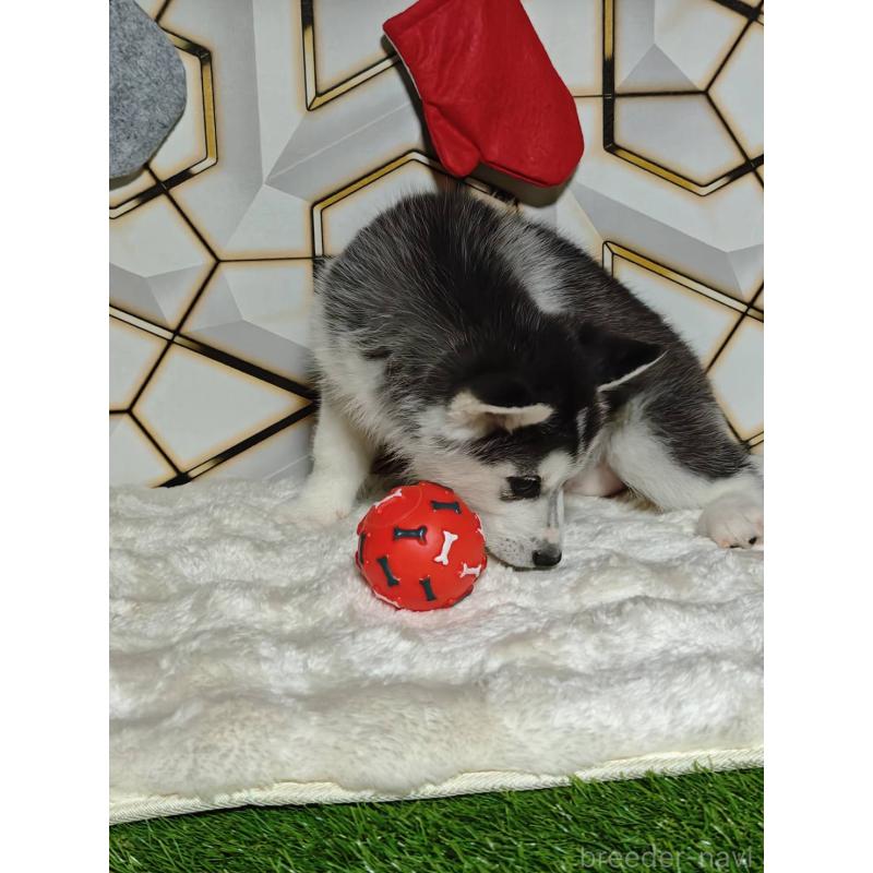 販売中の静岡県のシベリアンハスキー-455791の2枚目