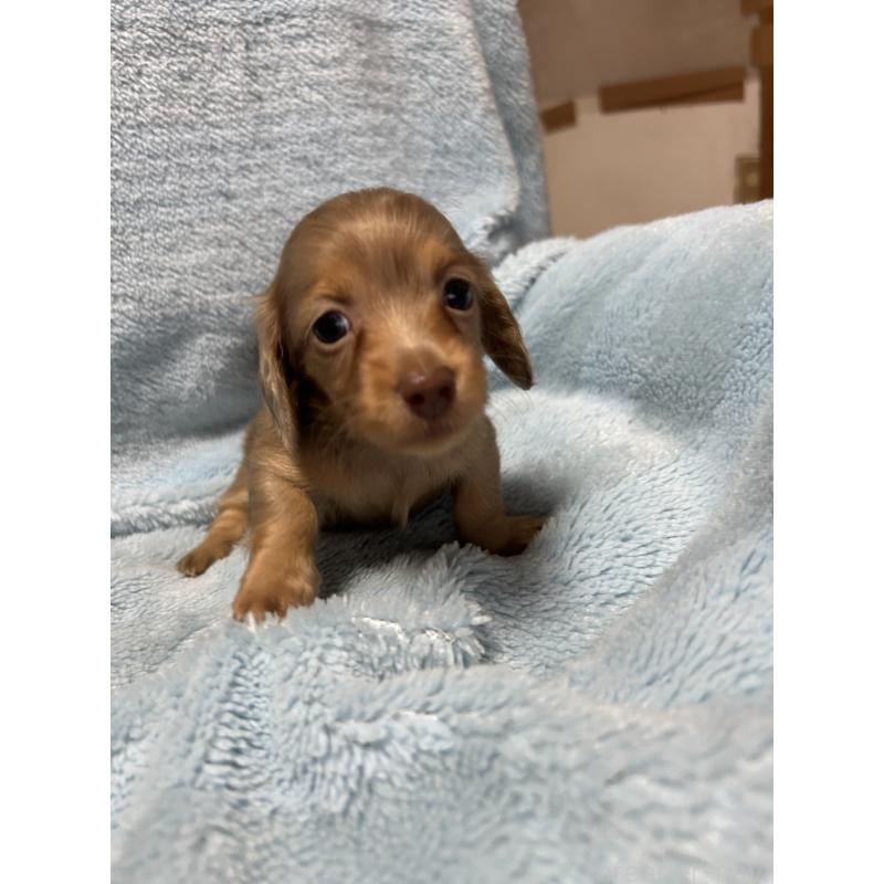 ♀︎ミニチュアダックスフンド(ロングヘアード)