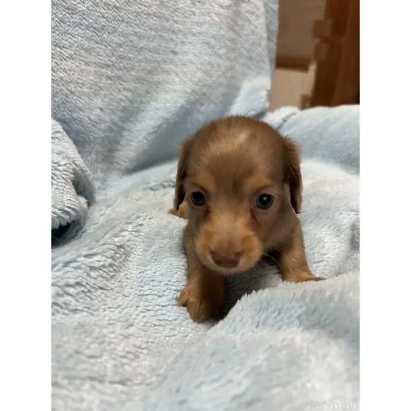 販売中の愛知県のミニチュアダックスフンド(ロングヘアード)-455793の4枚目