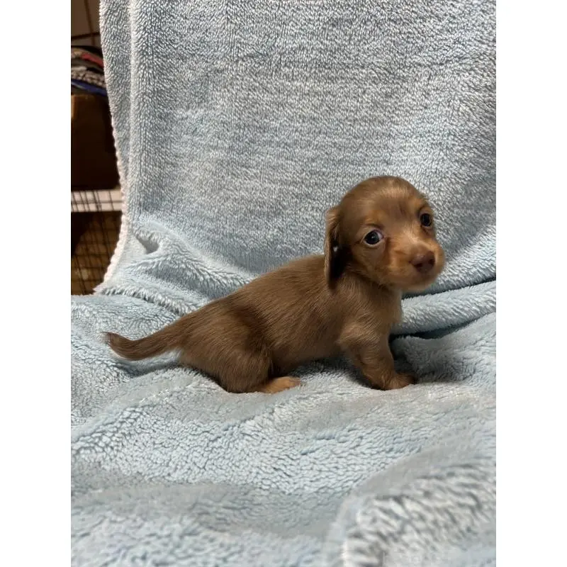 販売中の愛知県のミニチュアダックスフンド(ロングヘアード)-455793の3枚目