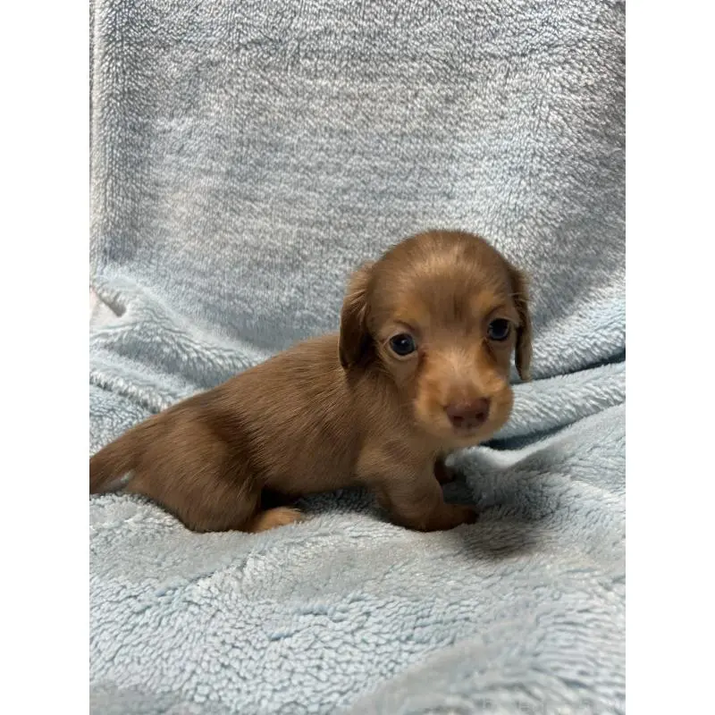 販売中の愛知県のミニチュアダックスフンド(ロングヘアード)-455793の2枚目