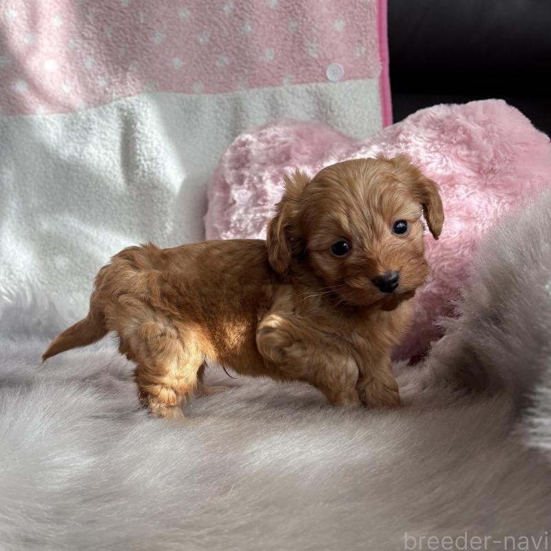 販売中の福岡県のダップー:ミニチュアダックスフンド×トイプードル-455792の5枚目