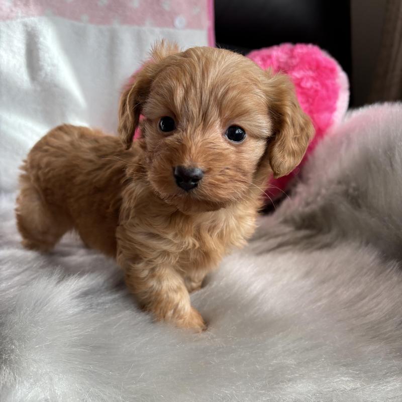 販売中の福岡県のダップー:ミニチュアダックスフンド×トイプードル-455792の4枚目