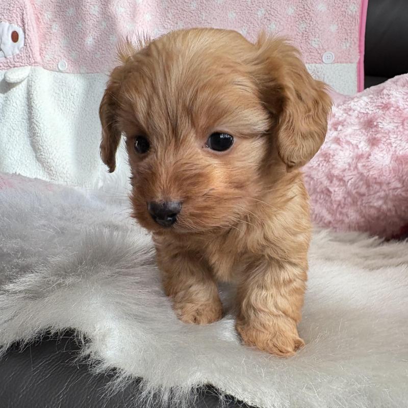 販売中の福岡県のダップー:ミニチュアダックスフンド×トイプードル-455792の3枚目