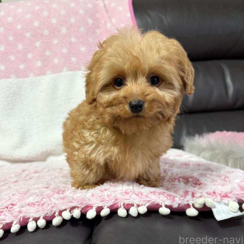 販売中の福岡県のダップー:ミニチュアダックスフンド×トイプードル-455792の2枚目