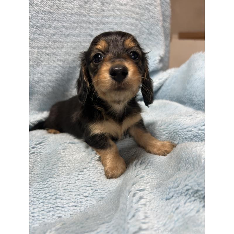 販売中の愛知県のミニチュアダックスフンド(ロングヘアード)-455794の5枚目