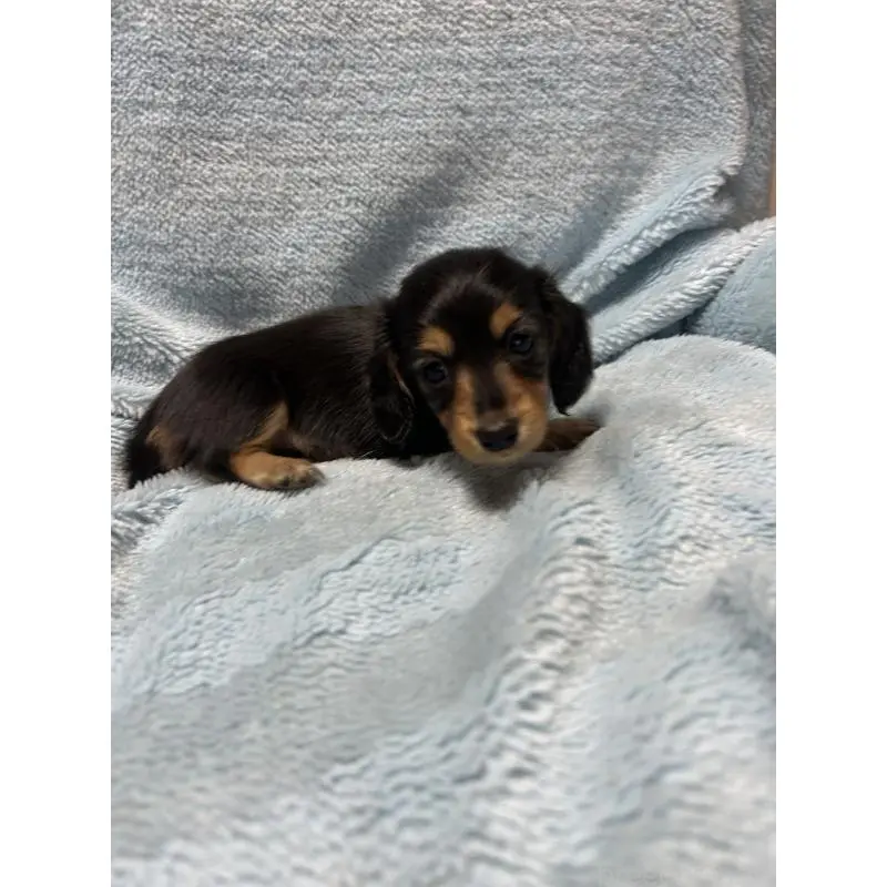 販売中の愛知県のミニチュアダックスフンド(ロングヘアード)-455794の4枚目