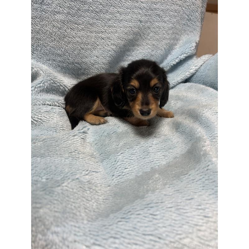 販売中の愛知県のミニチュアダックスフンド(ロングヘアード)-455794の3枚目