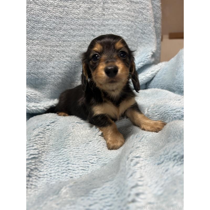 販売中の愛知県のミニチュアダックスフンド(ロングヘアード)-455794の2枚目