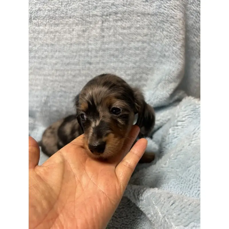 販売中の愛知県のミニチュアダックスフンド(ロングヘアード)-455795の4枚目