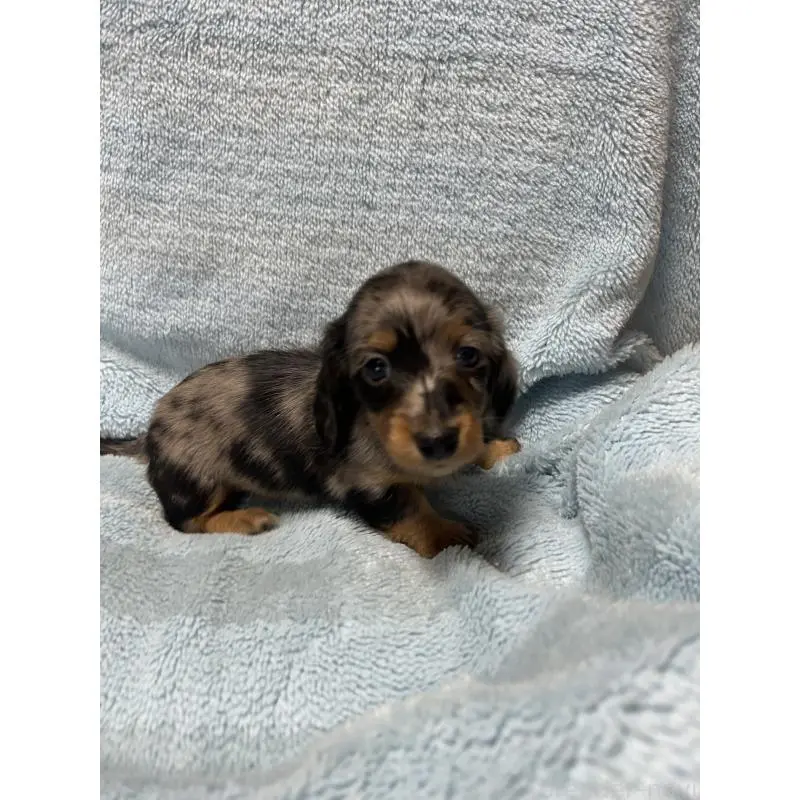 販売中の愛知県のミニチュアダックスフンド(ロングヘアード)-455795の3枚目