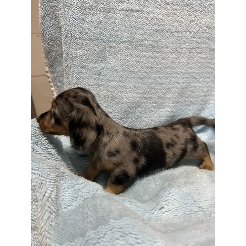 販売中の愛知県のミニチュアダックスフンド(ロングヘアード)-455795の2枚目