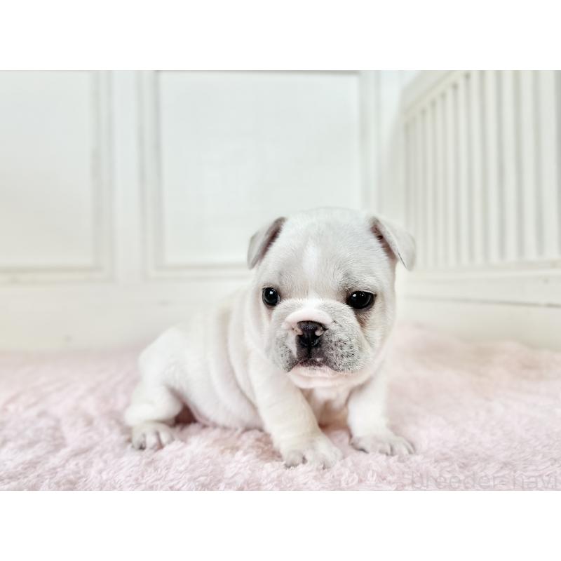 販売中の京都府のフレンチブルドッグ-455796の7枚目