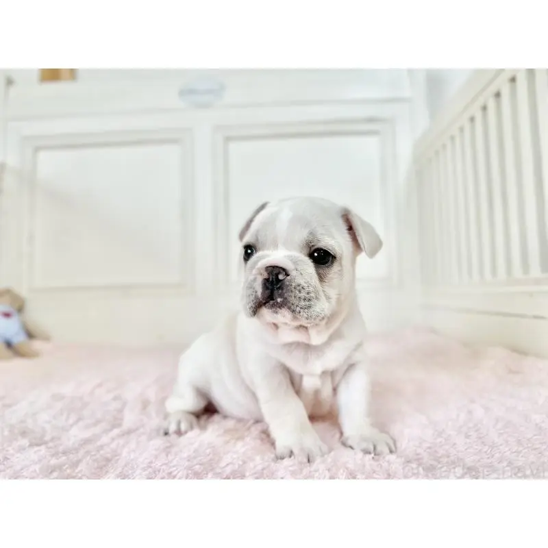 販売中の京都府のフレンチブルドッグ-455796の6枚目