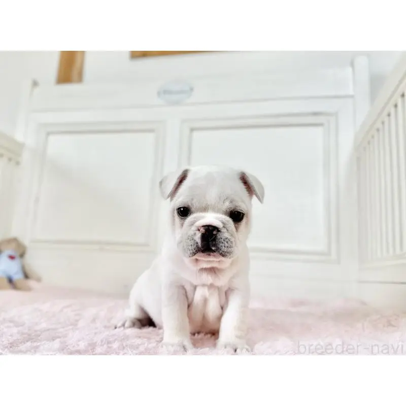 販売中の京都府のフレンチブルドッグ-455796の5枚目