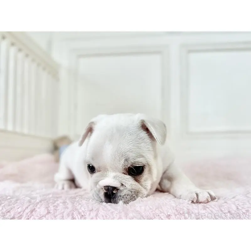 販売中の京都府のフレンチブルドッグ-455796の4枚目